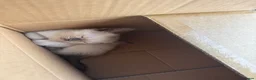 Mixed Breed cats for sale: Ragdoll x siamese in Melksham - Advert 4