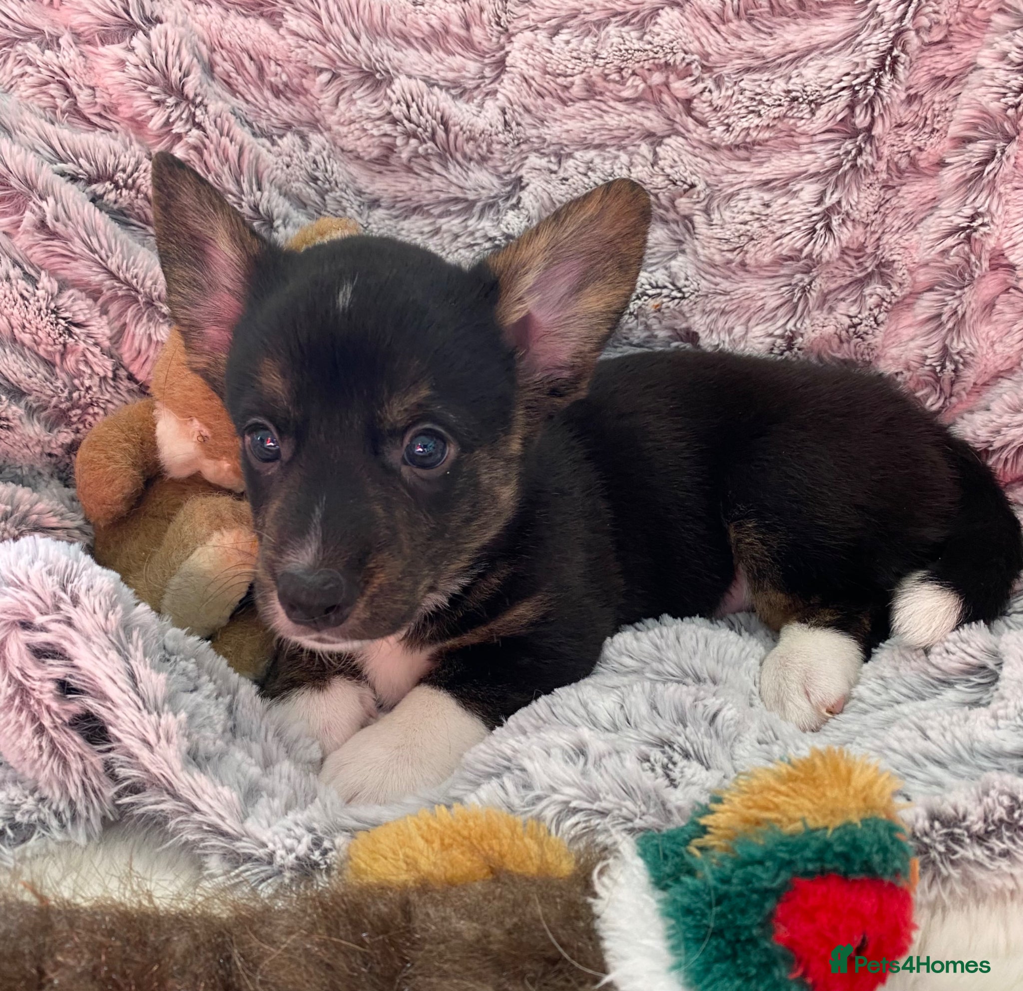 Welsh Corgi Cardigan dogs WELSH CARDIGAN CORGI BABIES - Advert 1