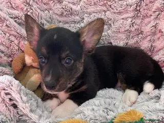 Welsh Corgi Cardigan dogs WELSH CARDIGAN CORGI BABIES - Advert 1