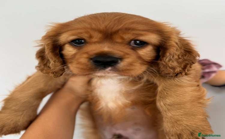 Cavalier King Charles Spaniel dogs - Advert 6