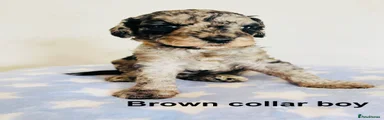 Cockapoo 4 - brown collar boy