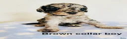 Cockapoo dogs for sale: Stunningly unique health/DNA tested Cockapoos  - Advert 32