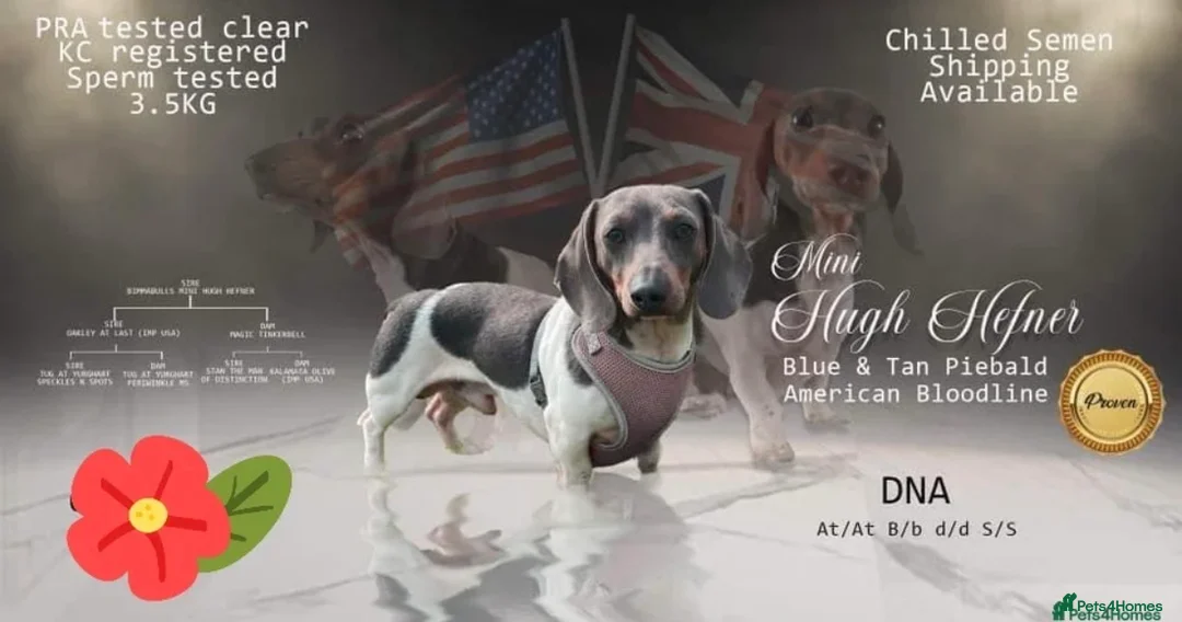 Miniature Dachshund dogs for sale: Beautiful litter of piebald puppies - Advert 8