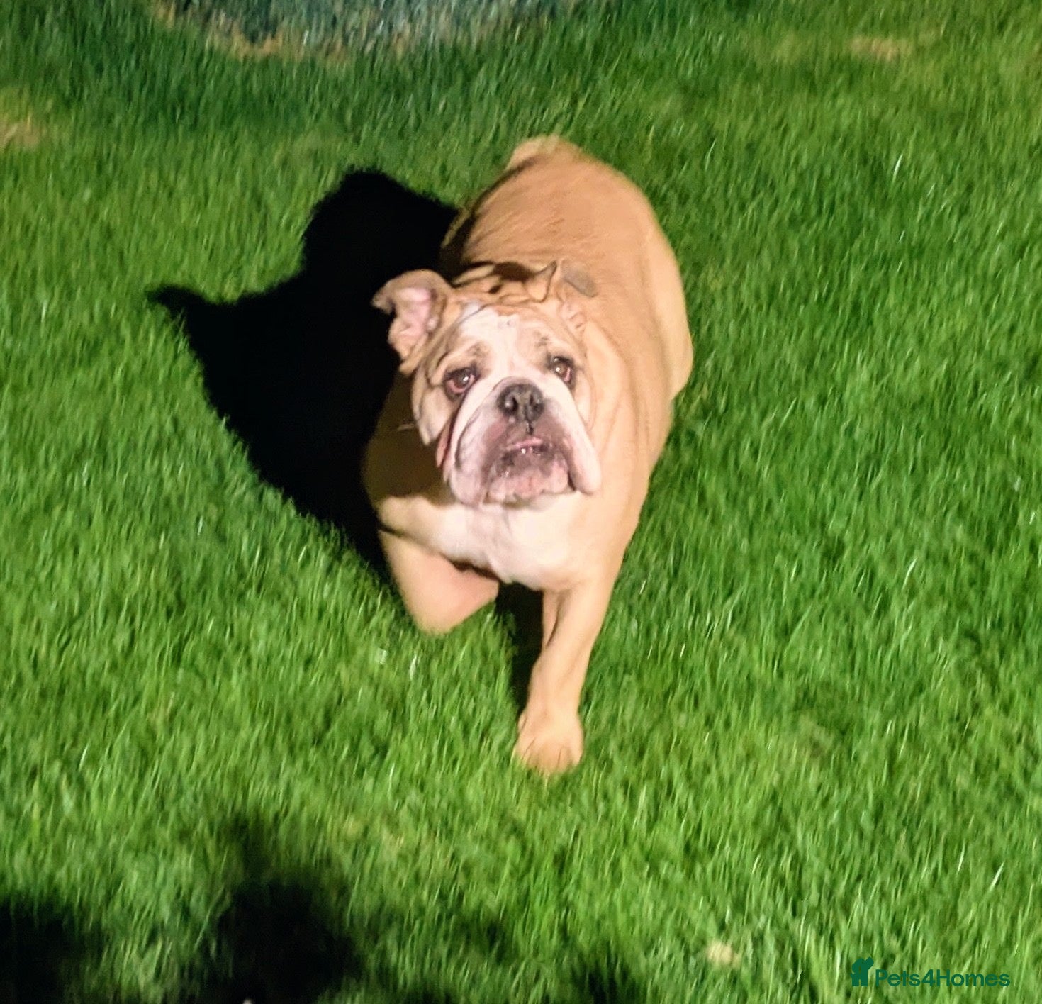 English Bulldog dogs Female English bull dog  - Advert 1