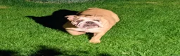English Bulldog dogs for sale: Female English bull dog  in Doncaster - Advert 1