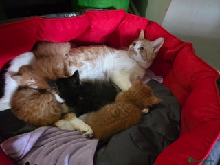 European cats Ginger male kitten - Advert 4