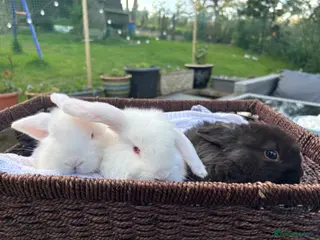 Mini Lop rabbits Last three bucks available - Advert 16