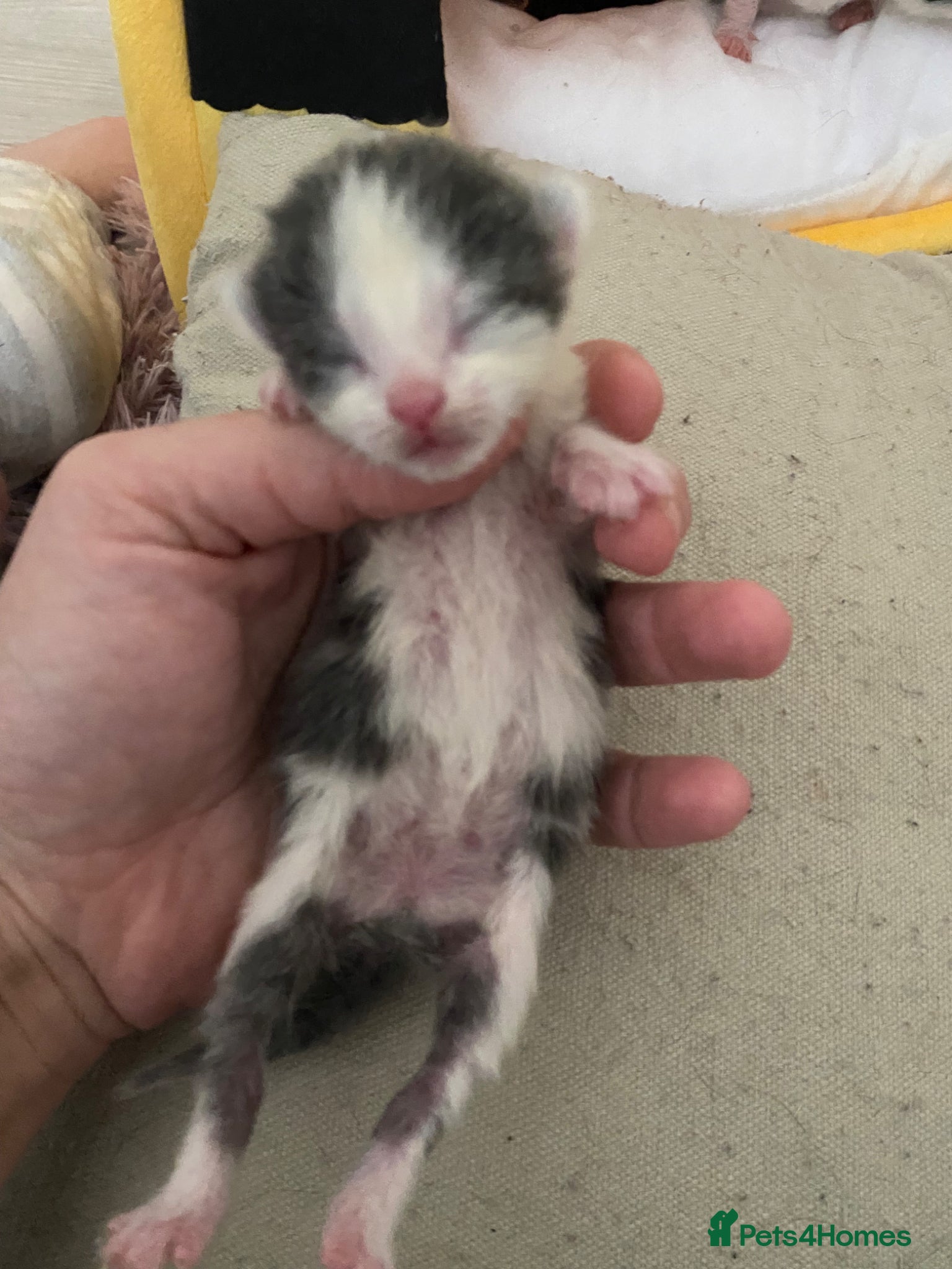 Mixed Breed cats for sale: 6 beautiful kittens - Advert 13
