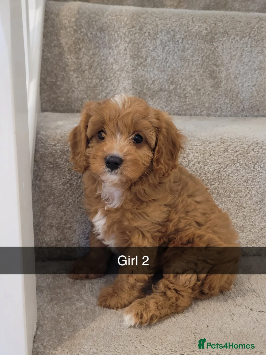 Cavapoo dogs for sale: Cavapoo puppys  - Advert 6