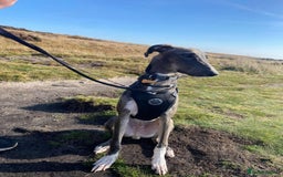 Lurcher dogs for adoption: Norman, young lurcher in rescue - Image 1