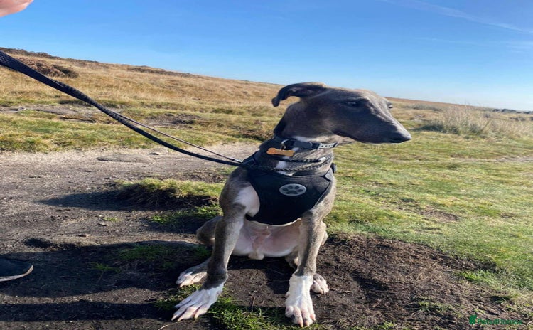 Lurcher dogs - Advert 9