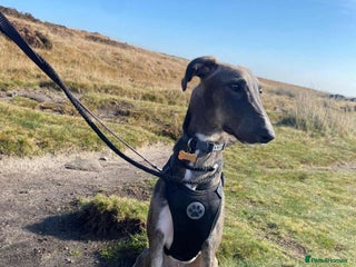 Lurcher dogs - Advert 30