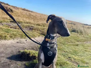 Lurcher dogs Norman, young lurcher in rescue - Advert 1