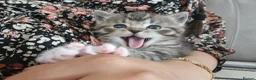 Mixed Breed cats for sale: Mixed Ragdoll kittens - Advert 4