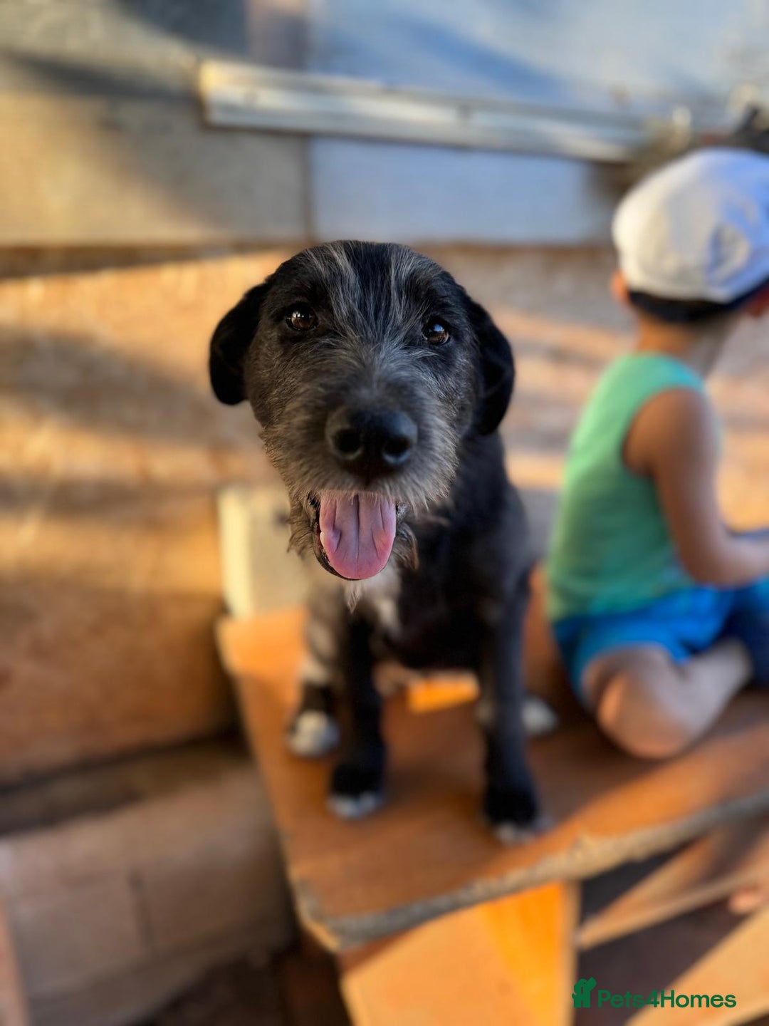 Mixed Breed dogs for adoption: LIA - a Beautiful young Girl, for a Loving Home - Image 21