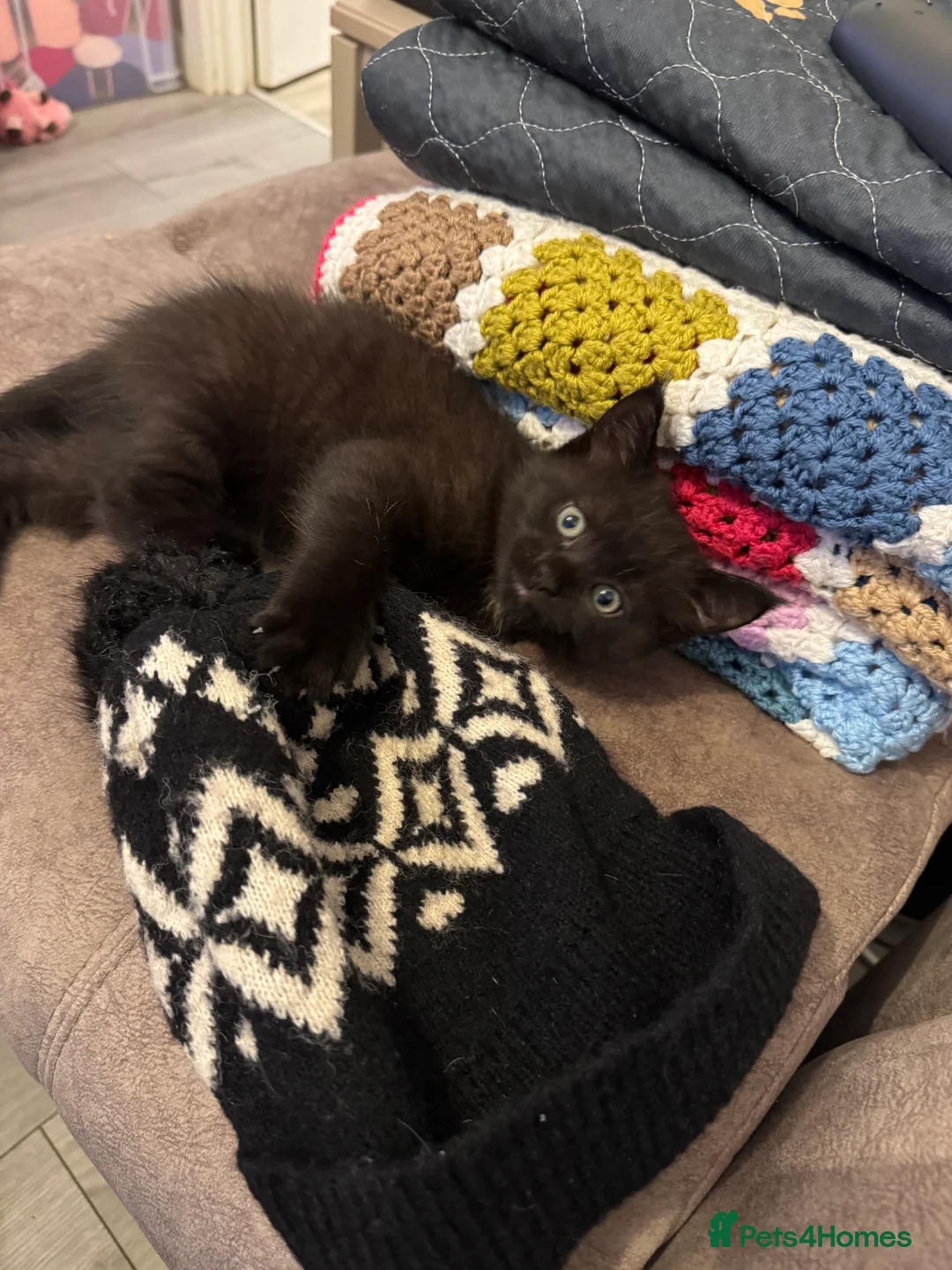 Mixed Breed cats for sale: Half mainecoon half moggy girl in Ivybridge - Advert 6