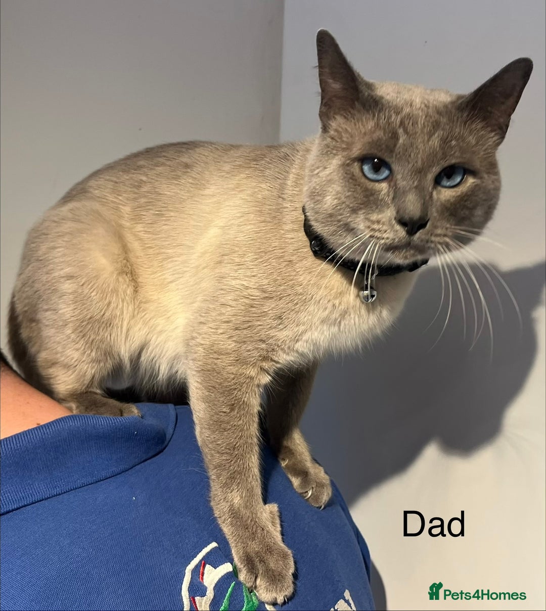 Siamese cats for sale: Blue point Siamese kittens - Advert 7