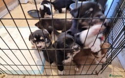 Mixed Breed dogs for sale: Husky mix Labrador  - Advert 2