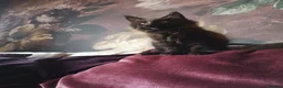 Maine Coon cats for sale: TICA reg HEALTH CHECKED Maine Coons - Advert 20