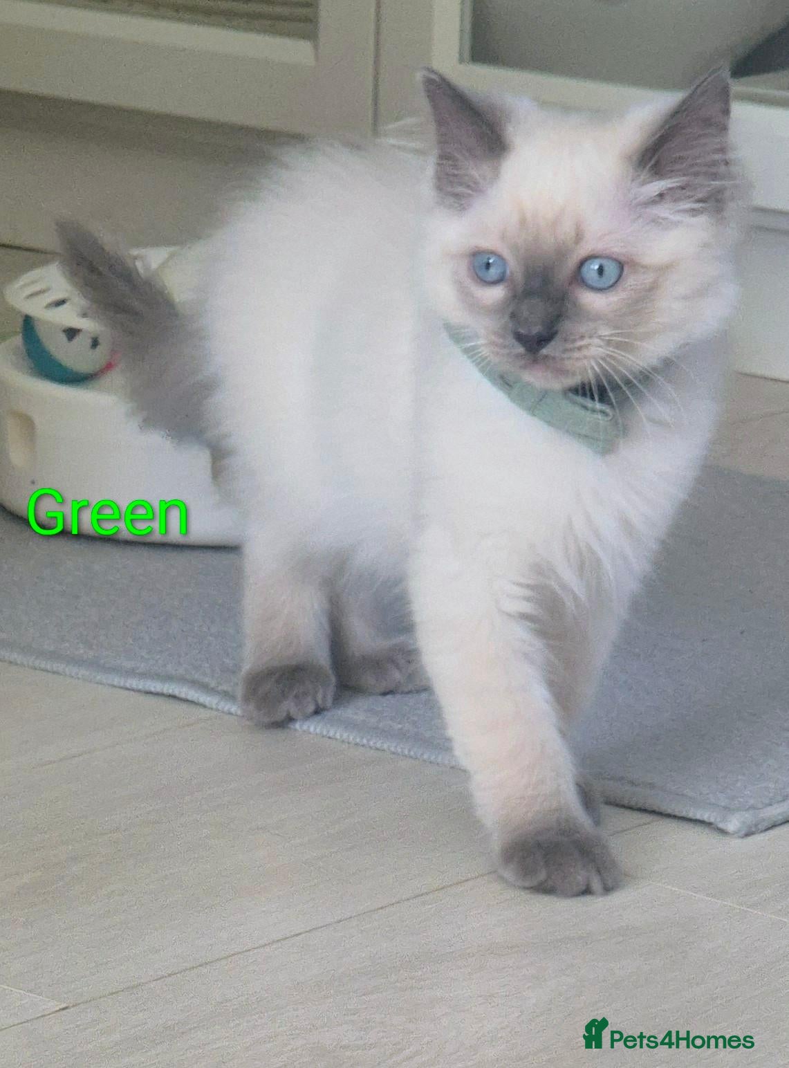 Ragdoll cats 😻 Ragdoll Kitten Boy 😻 - Advert 2