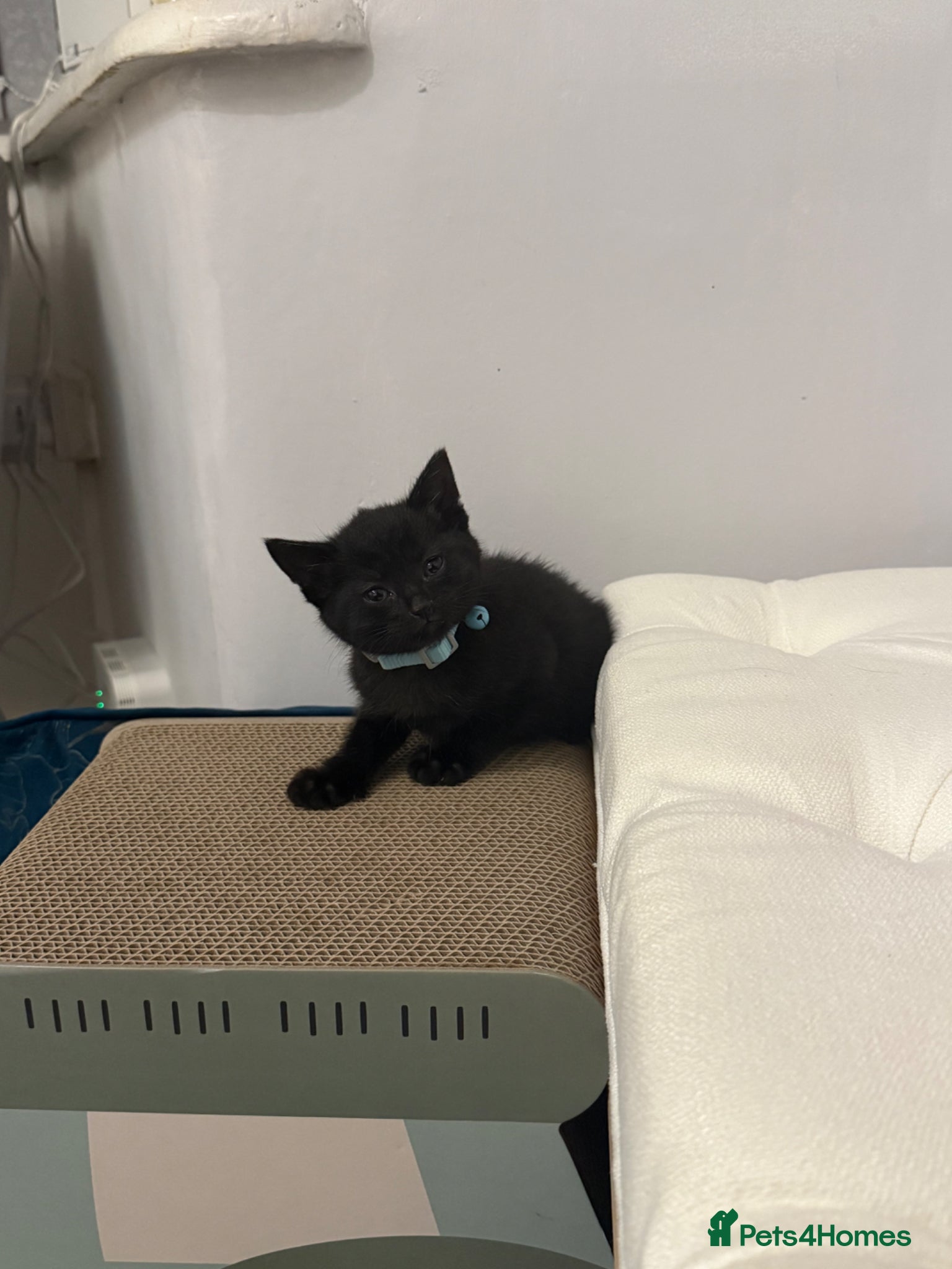 Mixed Breed cats Loving kitten for sale  - Advert 3