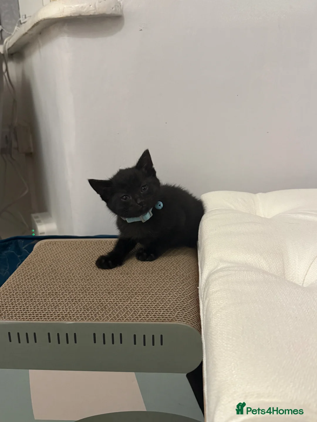 Mixed Breed cats for sale: Loving kitten for sale  - Advert 1