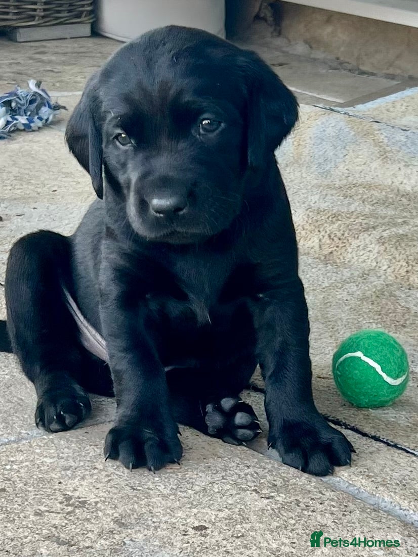 Labrador Retriever dogs Superb pedigree KC reg Labrador Retriever Puppies - Advert 7