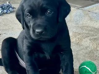 Labrador Retriever dogs Superb pedigree KC reg Labrador Retriever Puppies - Advert 4