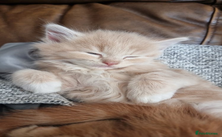 British Shorthair cats - Advert 13