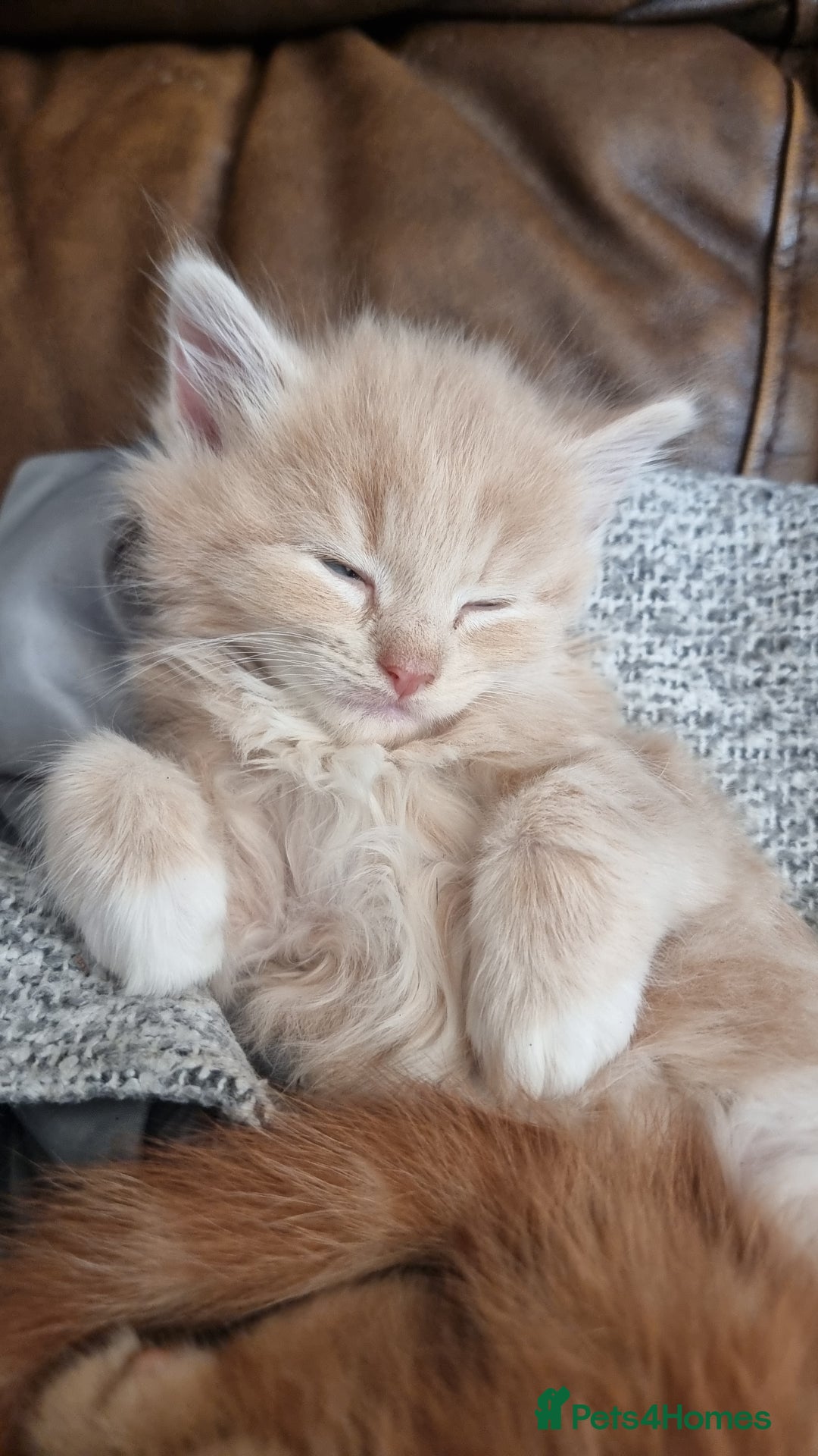 British Shorthair cats for sale: 4 Kittens ready to leave 25th August - Image 1