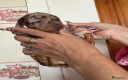 Dachshund dogs for sale: Our 7 Adorable Dachshund Puppies Ready for Homes - Image 9