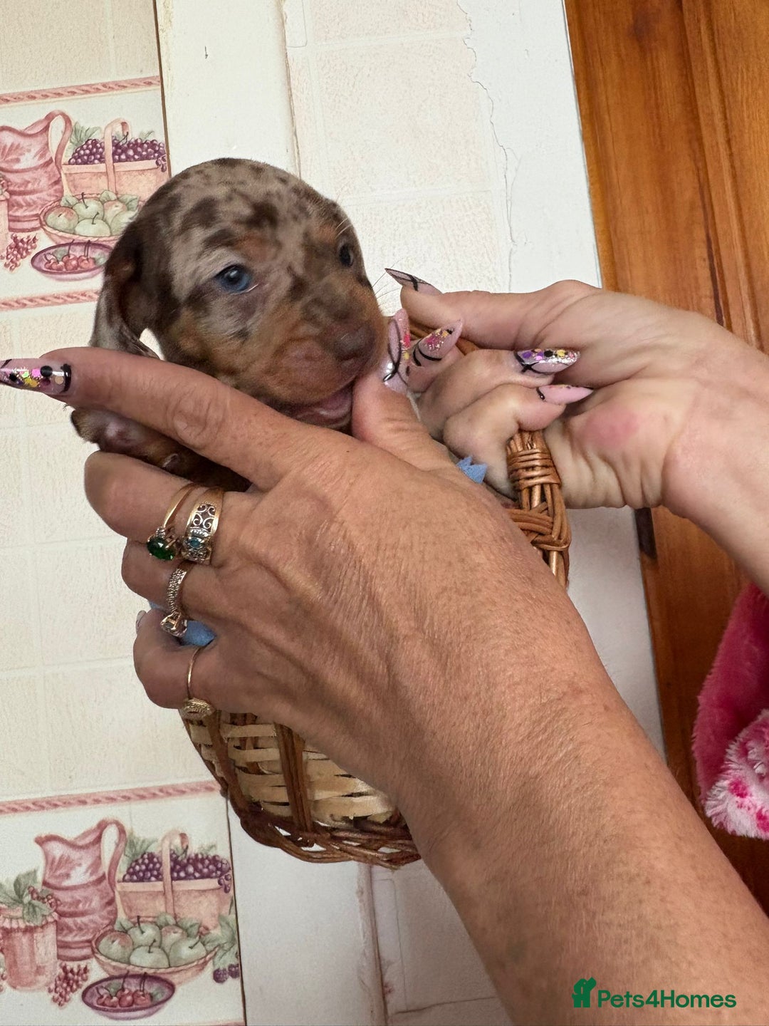Dachshund dogs for sale: Our 7 Adorable Dachshund Puppies Ready for Homes - Image 9