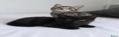 Siberian 2