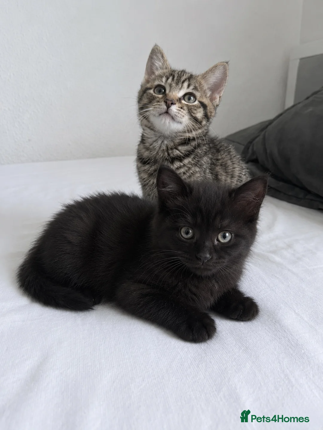 Siberian cats for sale: Siberian forest Kittens 9 weeks old in Bristol - Advert 6