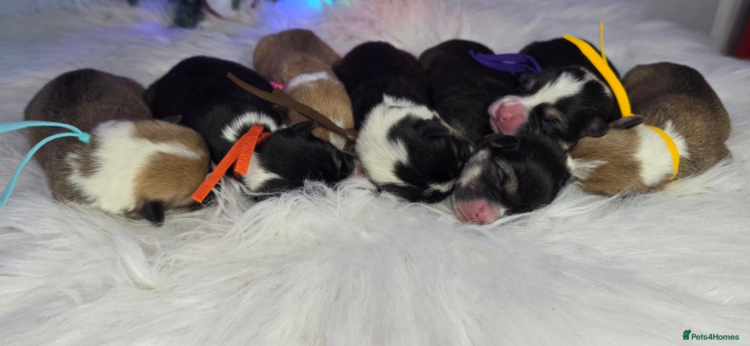 Welsh Corgi Pembroke dogs for sale: Outstanding Welsh Pembroke Corgi Puppies - Advert 2