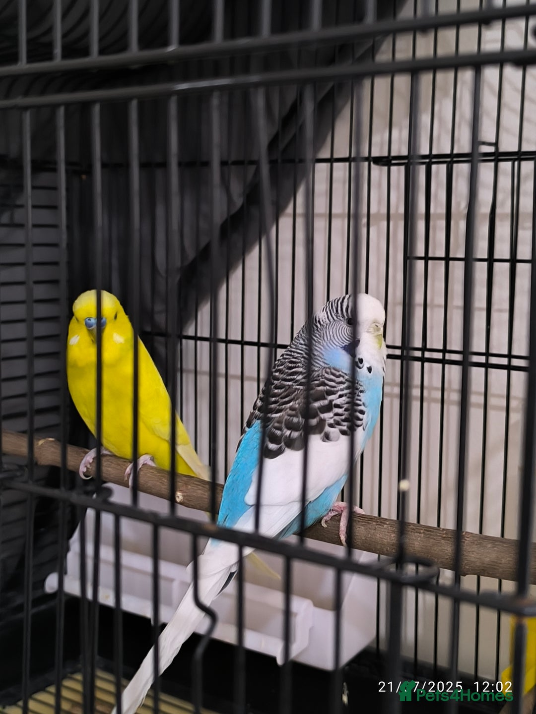 Budgerigars birds for sale: Budgies for sale  - Image 2