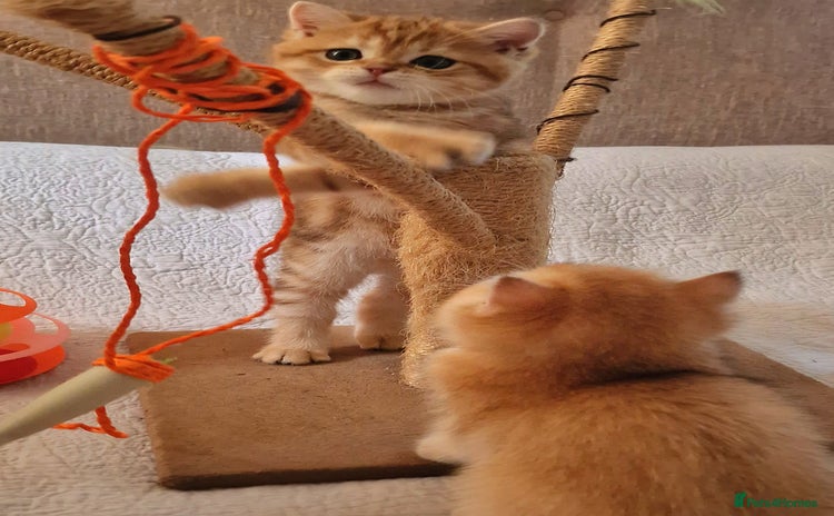British Shorthair cats - Advert 10