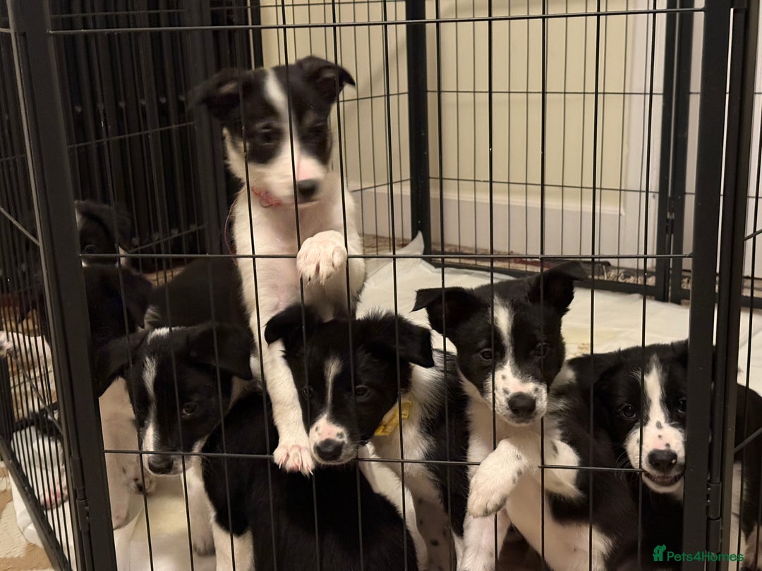 Mixed Breed dogs for sale: Border Collie Cross Pups - Image 2