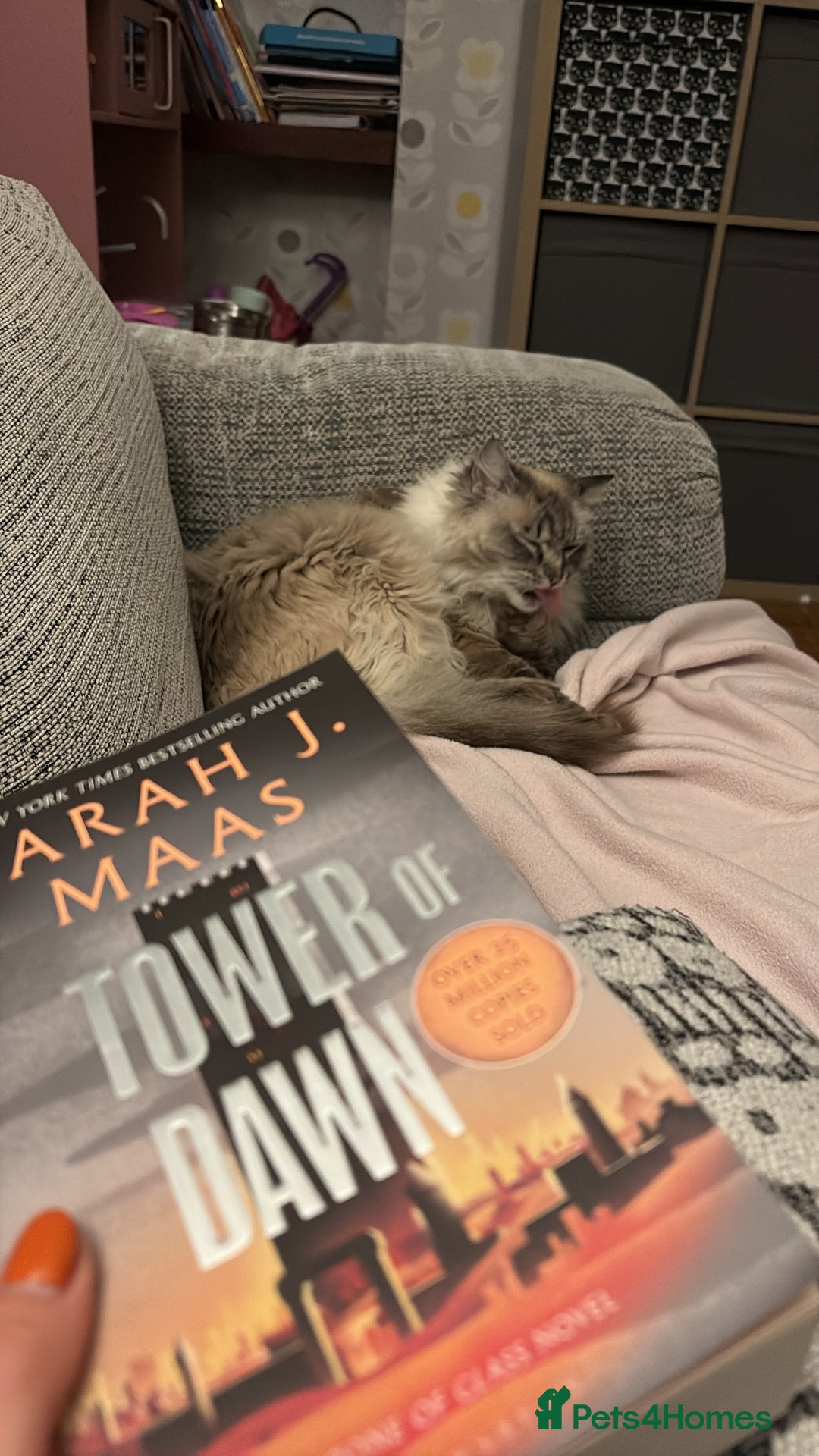 Ragdoll cats for sale: 5 yr old male Ragdoll cat for rehoming - Advert 4