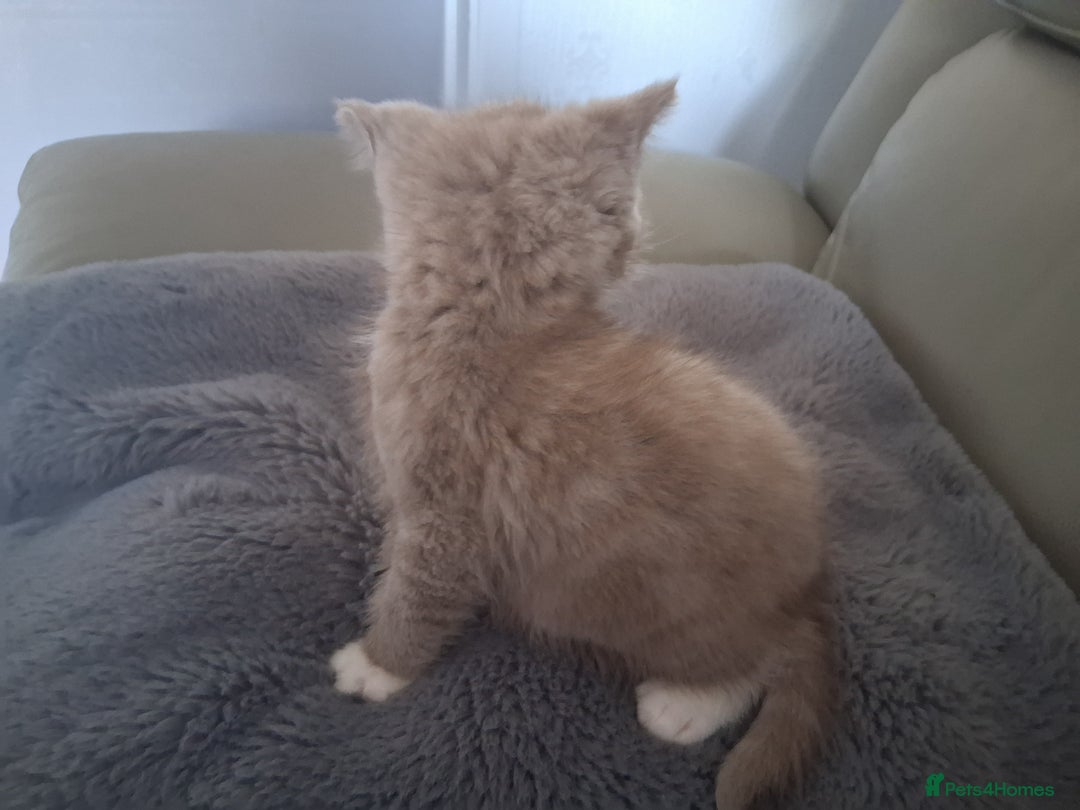 British Shorthair cats for sale: Adorable British short hair Kittens  - Image 8