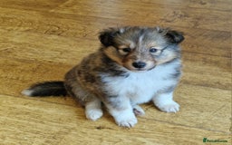 Shetland Sheepdog dogs for sale: Tri-colour puppy boy - Image 5