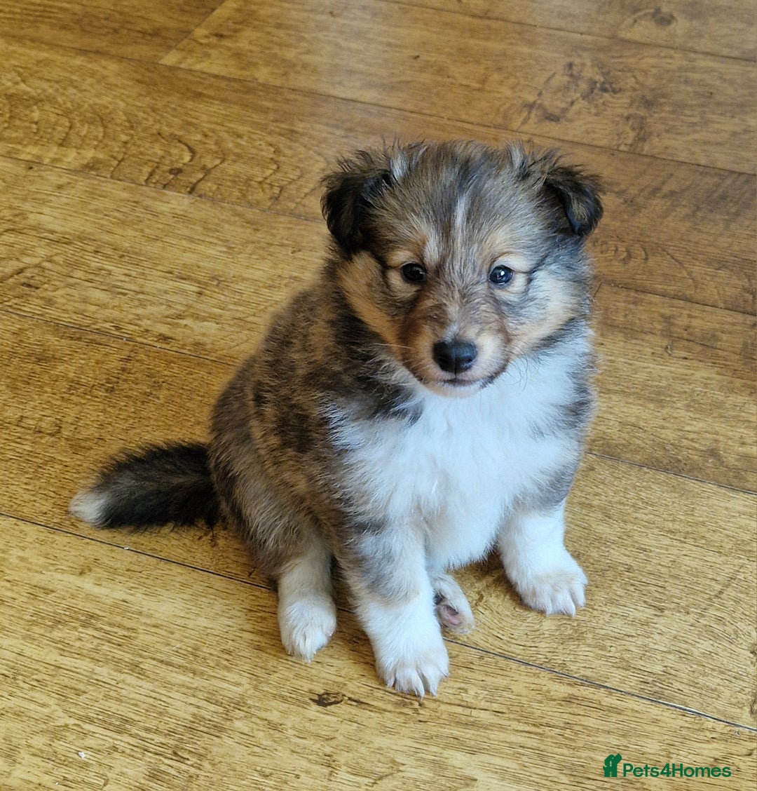 Shetland Sheepdog dogs for sale: Tri-colour puppy boy - Image 5