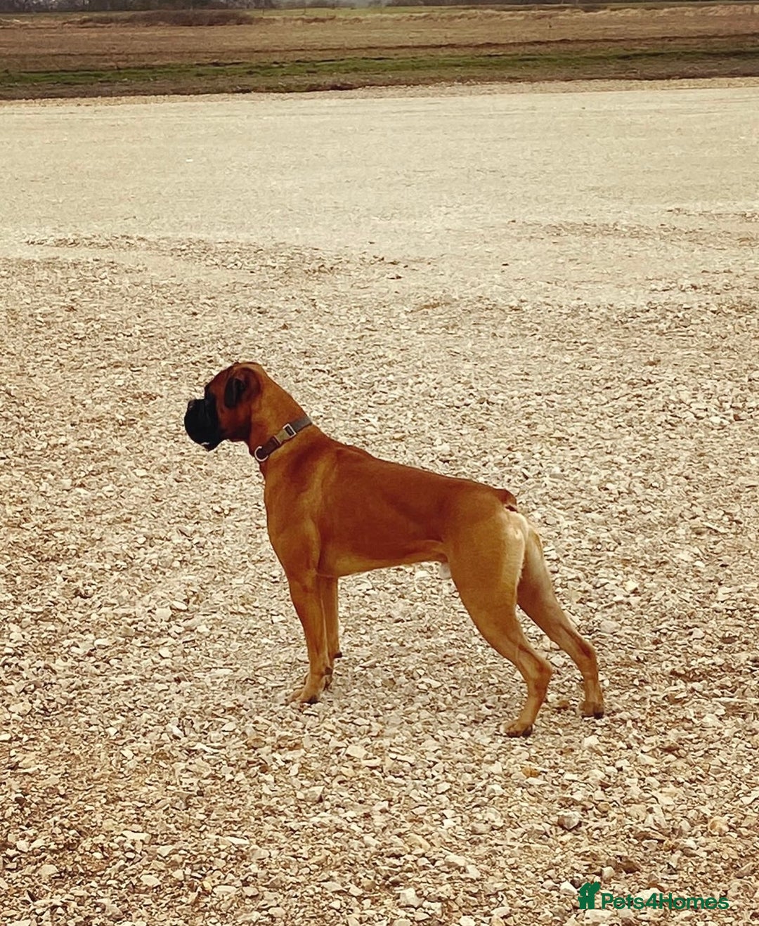Boxer dogs for stud: KC Registered Boxer for Stud (Bobtail) - Advert 2