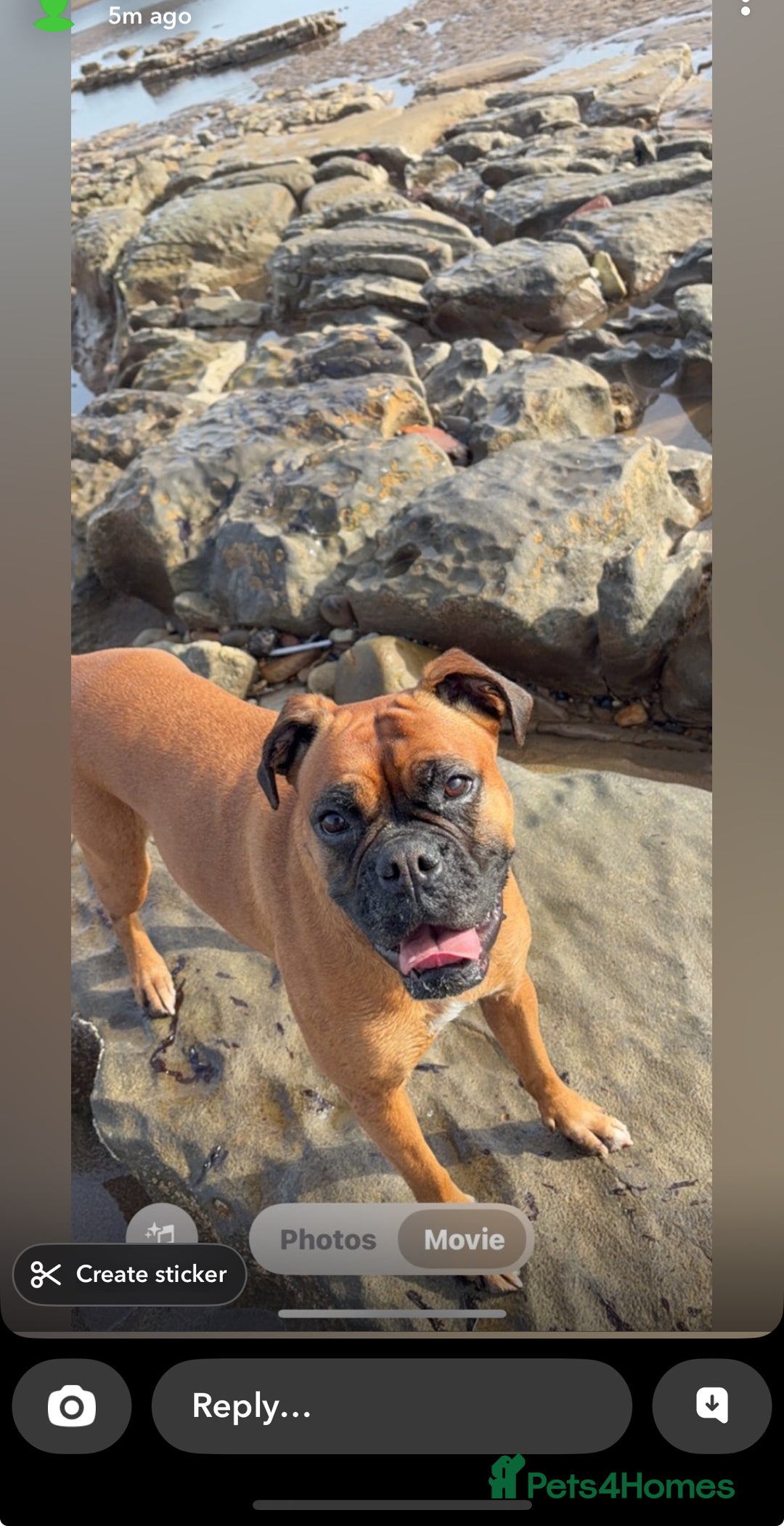 Boxer dogs for sale: Ready to leave one girl left - Advert 9