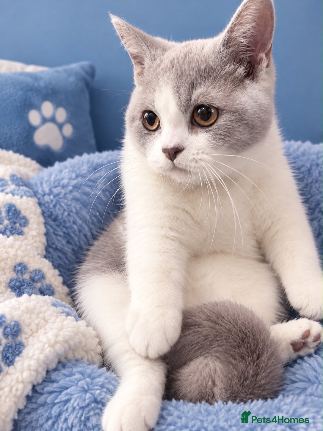 British Shorthair cats British shorthair kittens top pedigree reduced !  - Advert 9