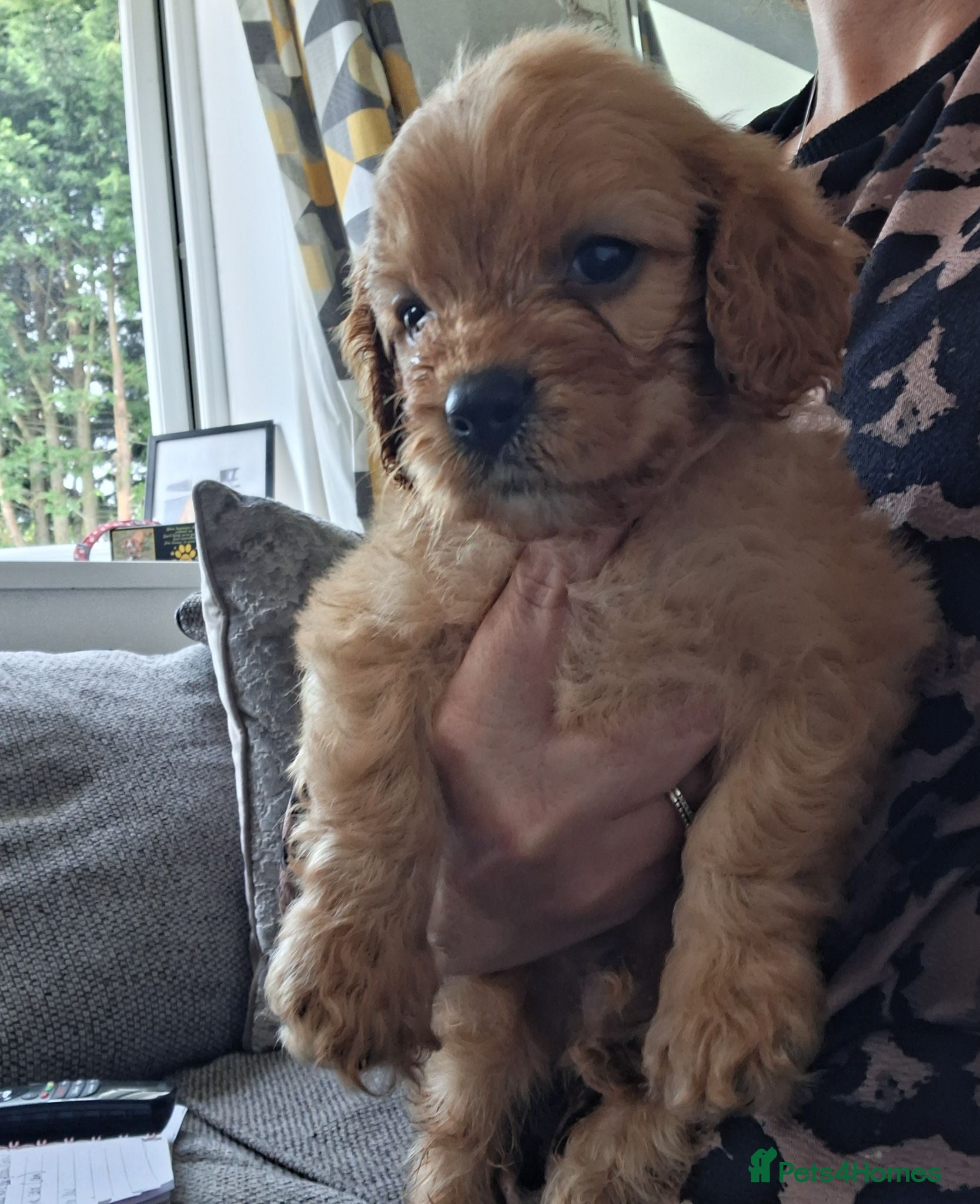 Cavapoo dogs Last boy available Health testedparents  - Advert 5