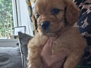 Cavapoo dogs Last boy available Health testedparents - Advert 5