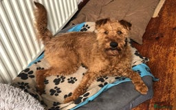 Irish Terrier dogs for sale: Irish Terrier pups expected early December  - Image 4
