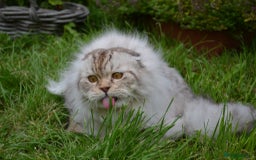 Scottish Fold cats for sale: The sweetest Folded ear boy on the world😻❤️ in Grimsby - Image 7