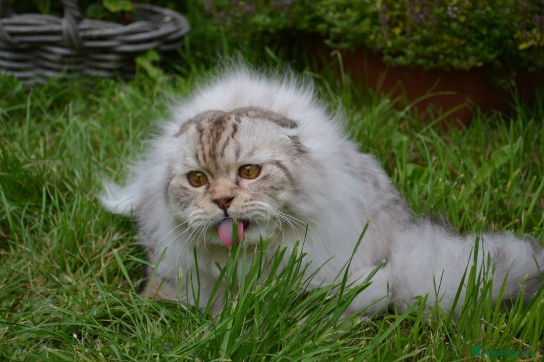 Scottish Fold cats for sale: The sweetest Folded ear boy on the world😻❤️ in Grimsby - Image 7